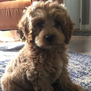 Meet your Posher, Ava